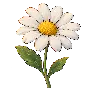 blume.png